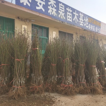 供应占地毛桃树苗规格齐全价格低