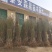 供应占地毛桃树苗规格齐全价格低