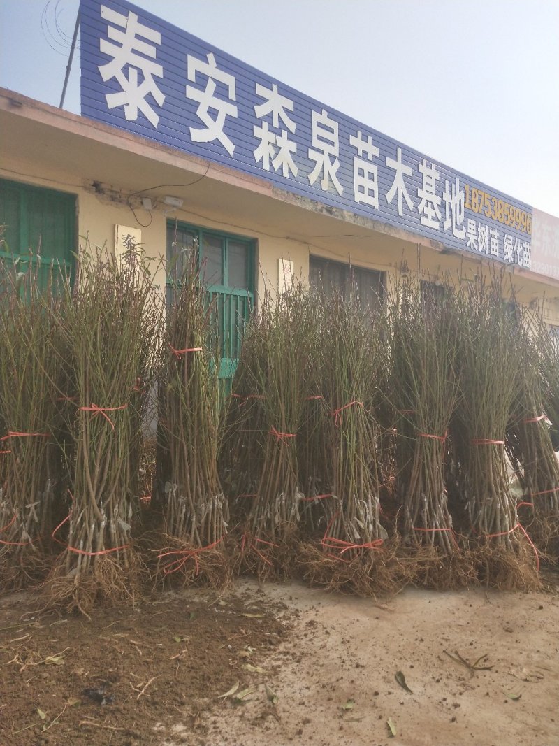 供应占地毛桃树苗规格齐全价格低