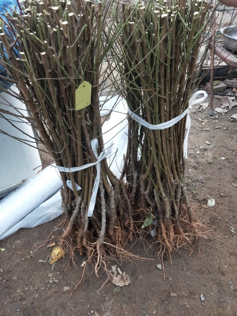 供应占地毛桃树苗规格齐全价格低