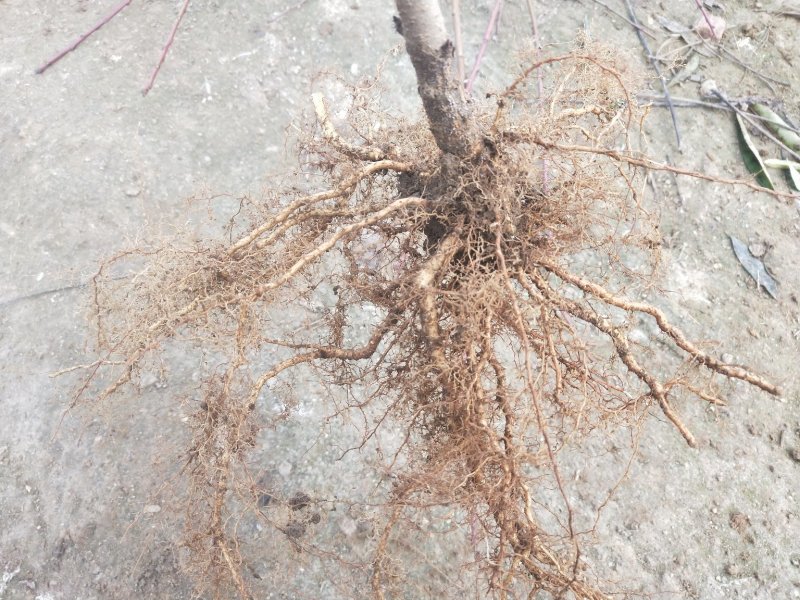 供应占地毛桃树苗规格齐全价格低