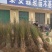 供应占地毛桃树苗规格齐全价格低