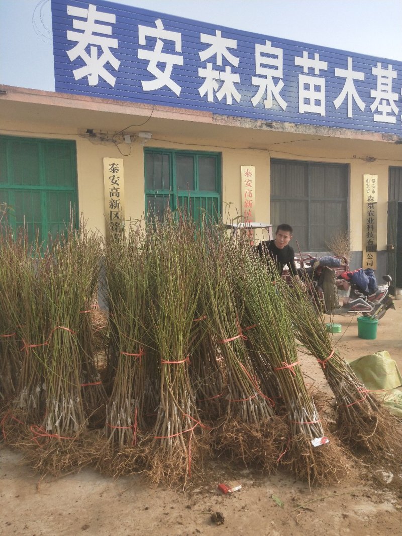 供应占地毛桃树苗规格齐全价格低
