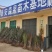 供应占地毛桃树苗规格齐全价格低
