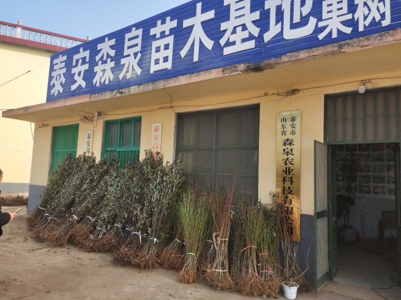 供应占地毛桃树苗规格齐全价格低
