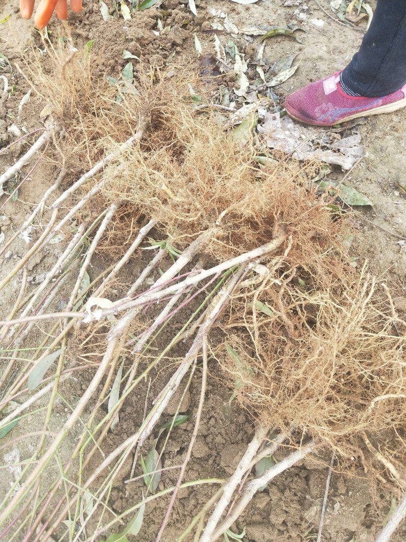 供应占地毛桃树苗规格齐全价格低