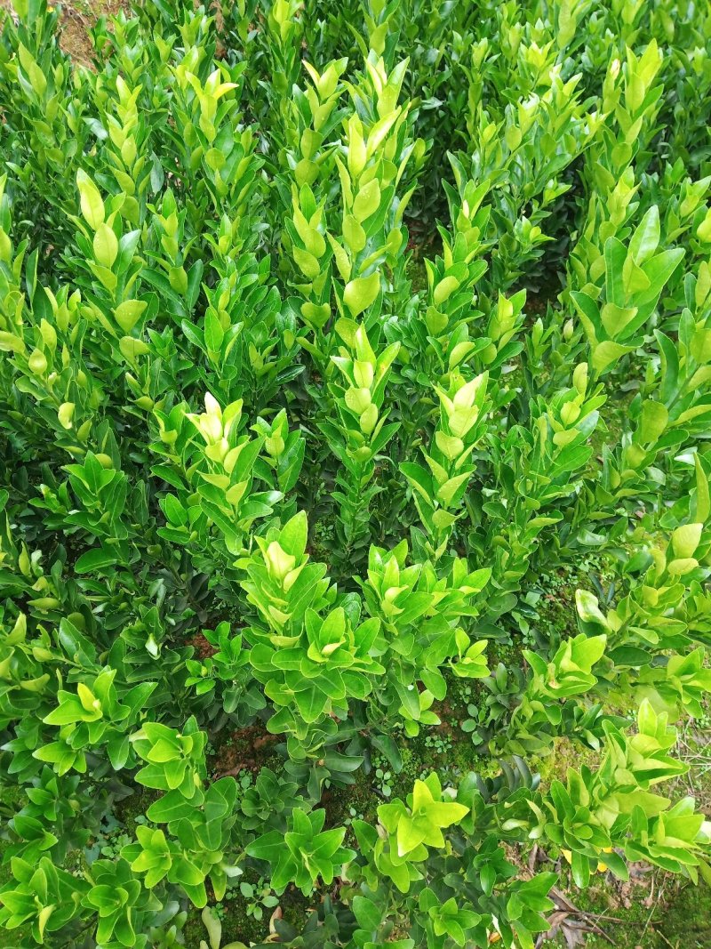 椪柑苗:专注种苗二十多年，所产苗木品质优，价格安逸