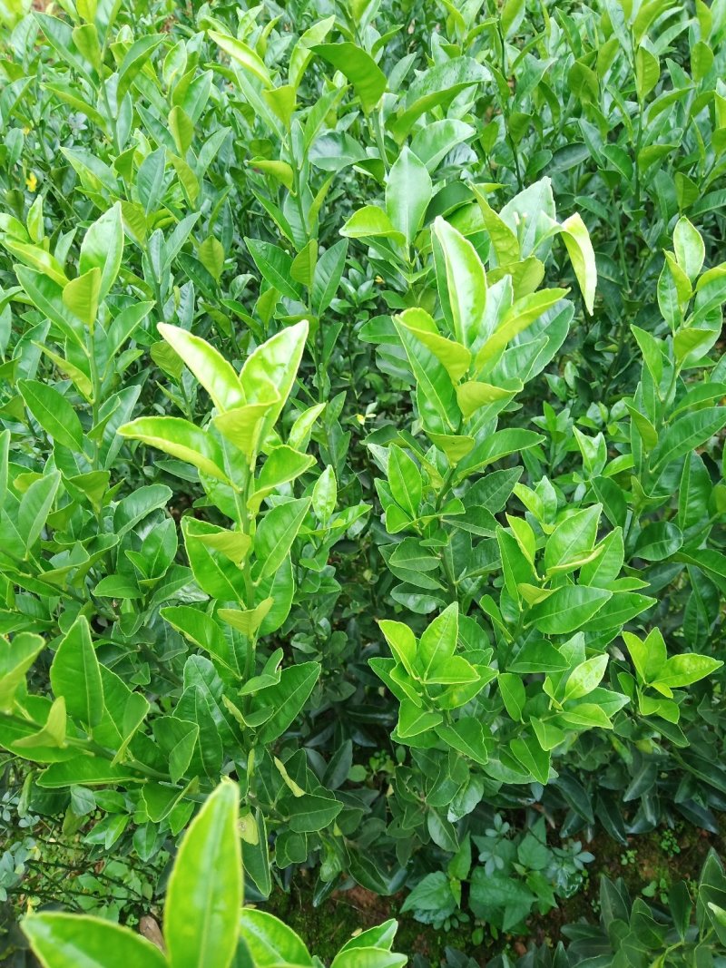 椪柑苗:专注种苗二十多年，所产苗木品质优，价格安逸