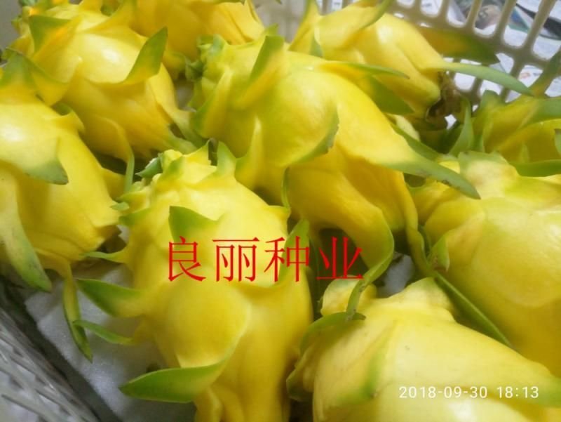 黄皮火龙果