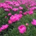 白芍芽，白芍种苗基地，签订回收合同，免费技术指导