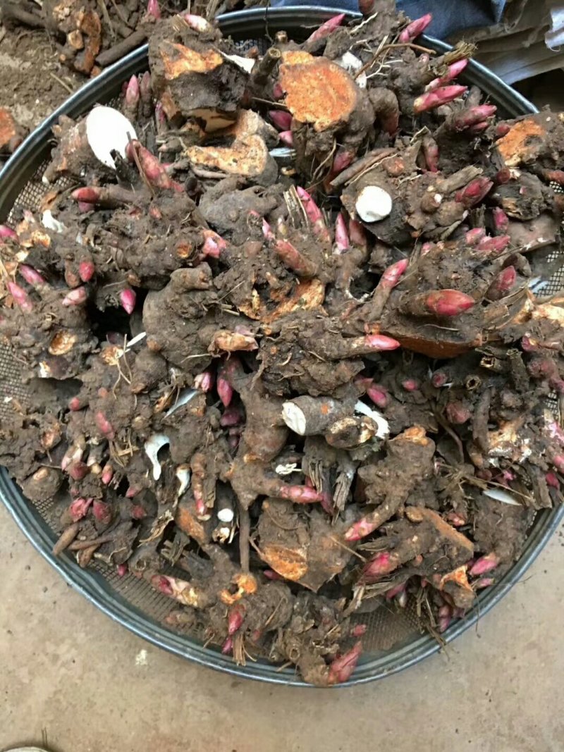白芍芽，白芍种苗基地，签订回收合同，免费技术指导