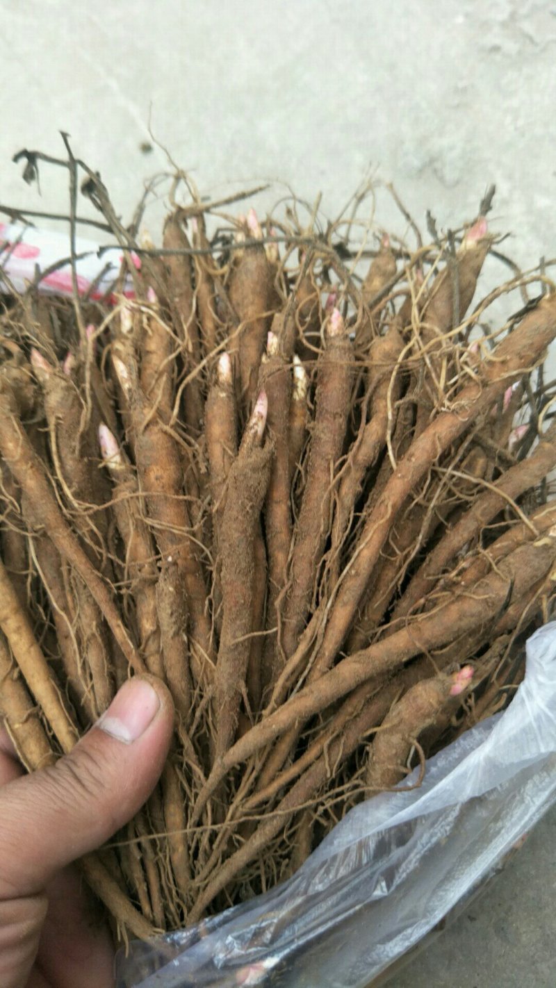白芍芽，白芍种苗基地，签订回收合同，免费技术指导