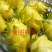 黄龙果苗