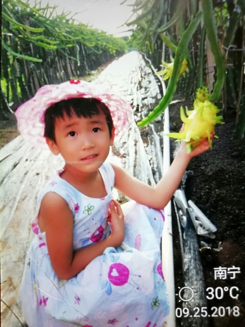 黄龙果苗