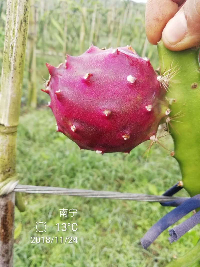 黄龙果苗