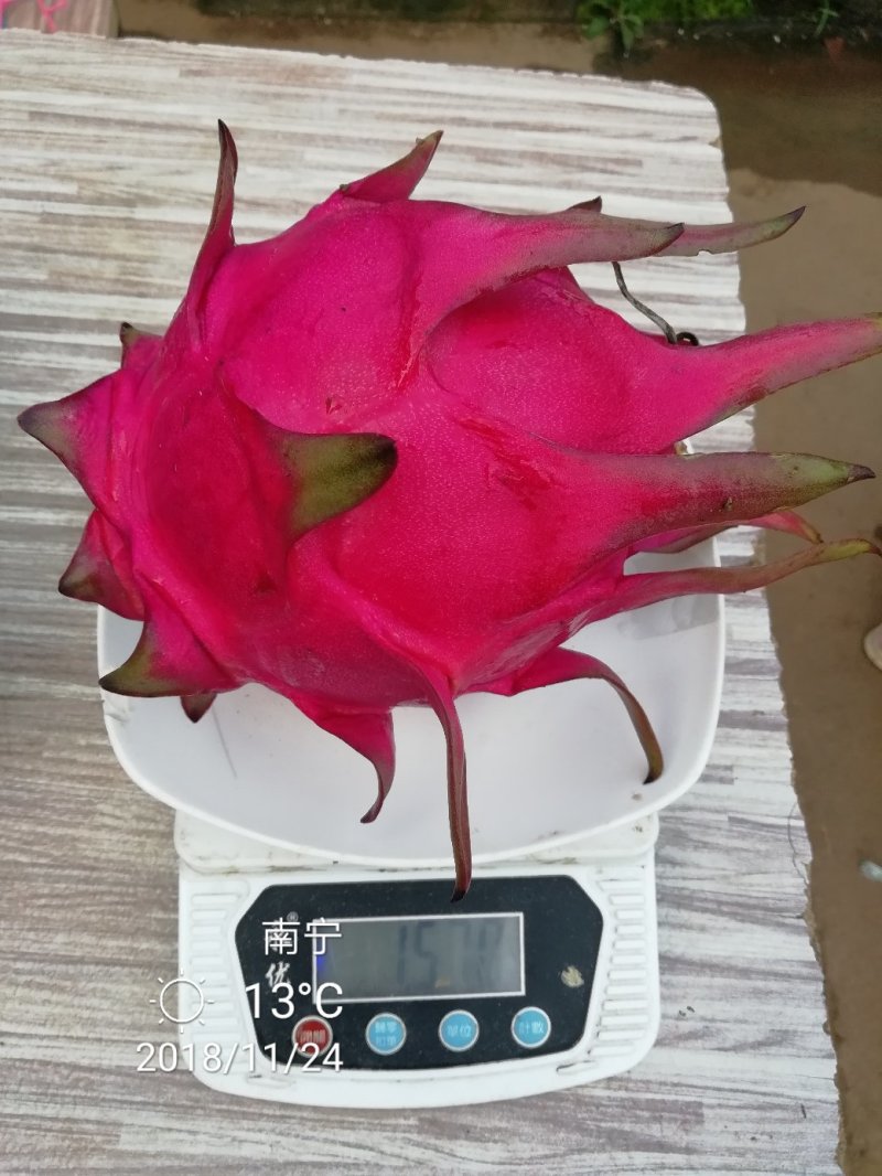 黄龙果苗