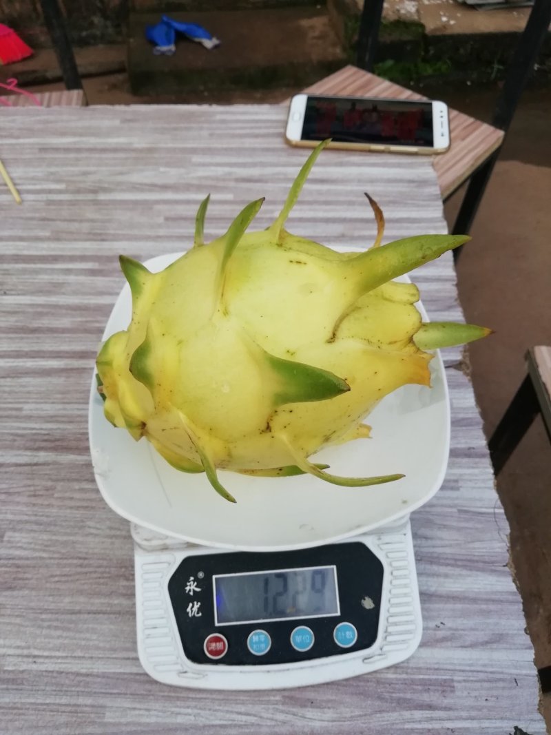 黄龙果苗