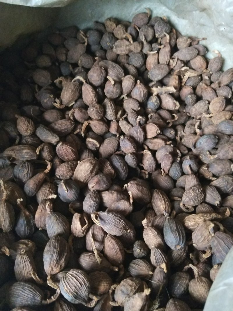 草果
