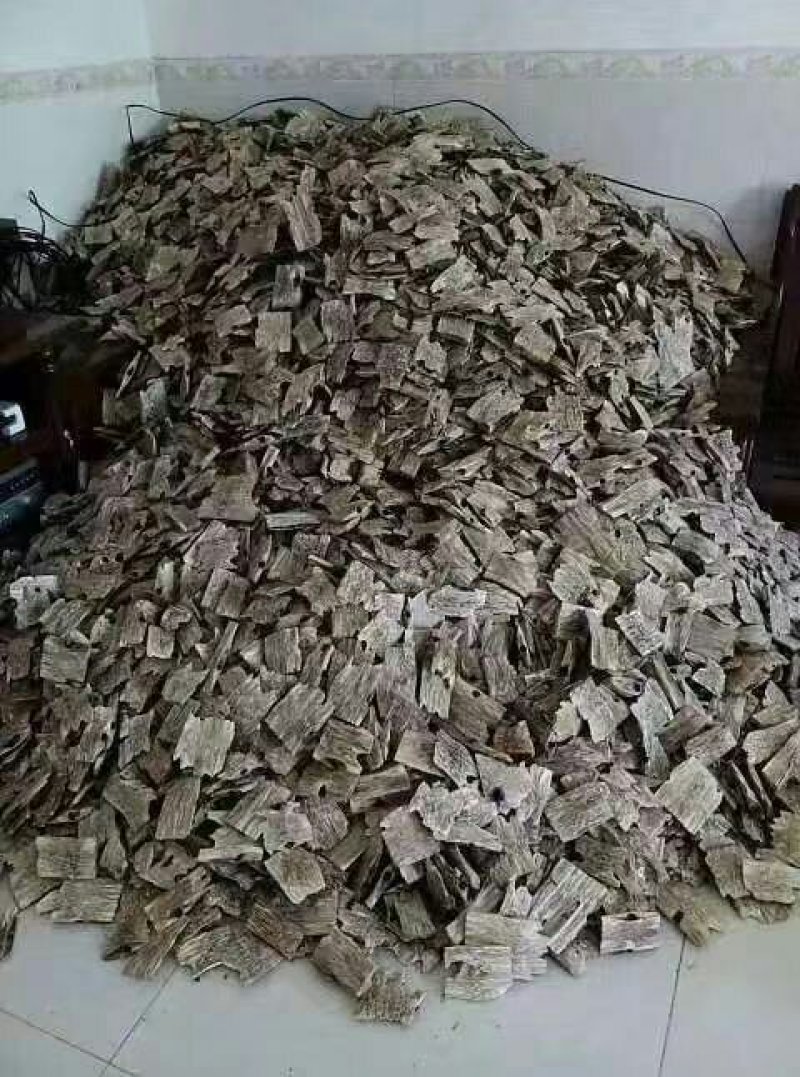 12年的沉香树5万棵出售