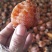 富平曹家柿饼