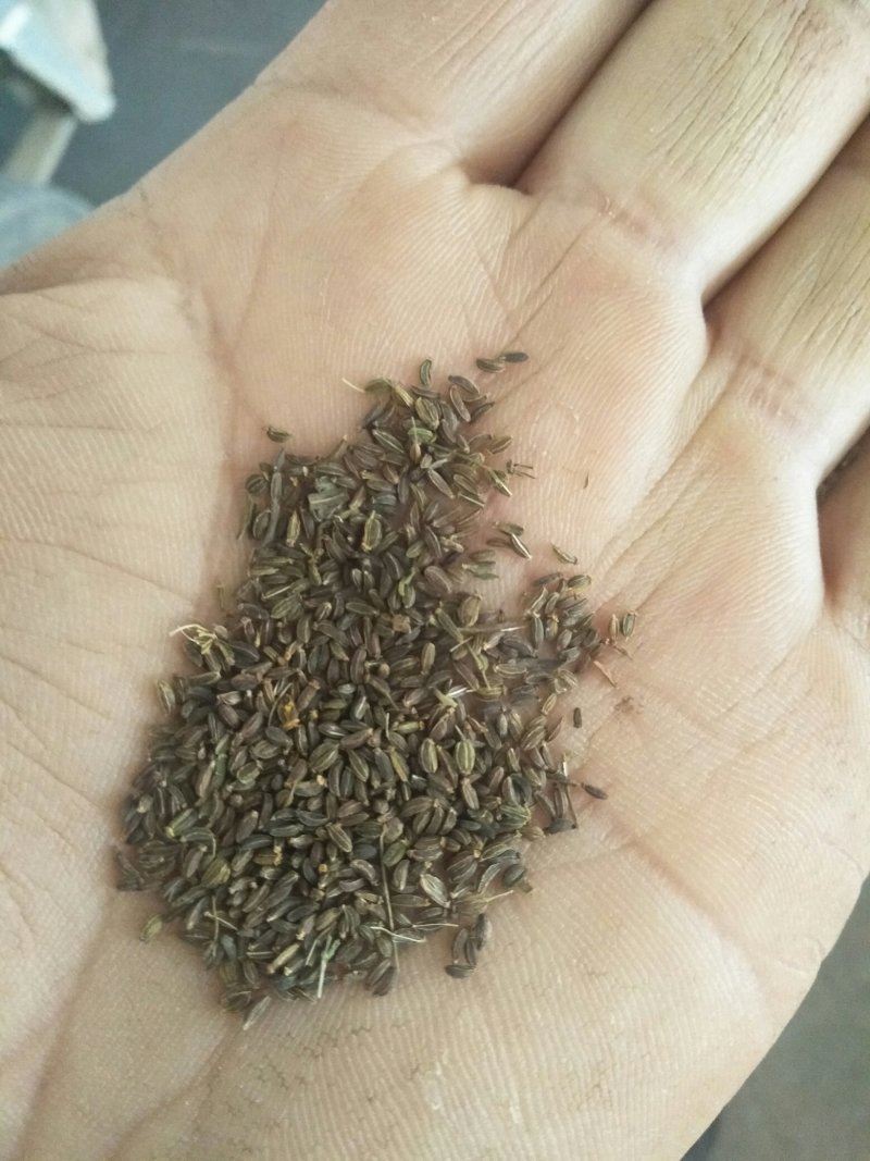 北柴胡种籽