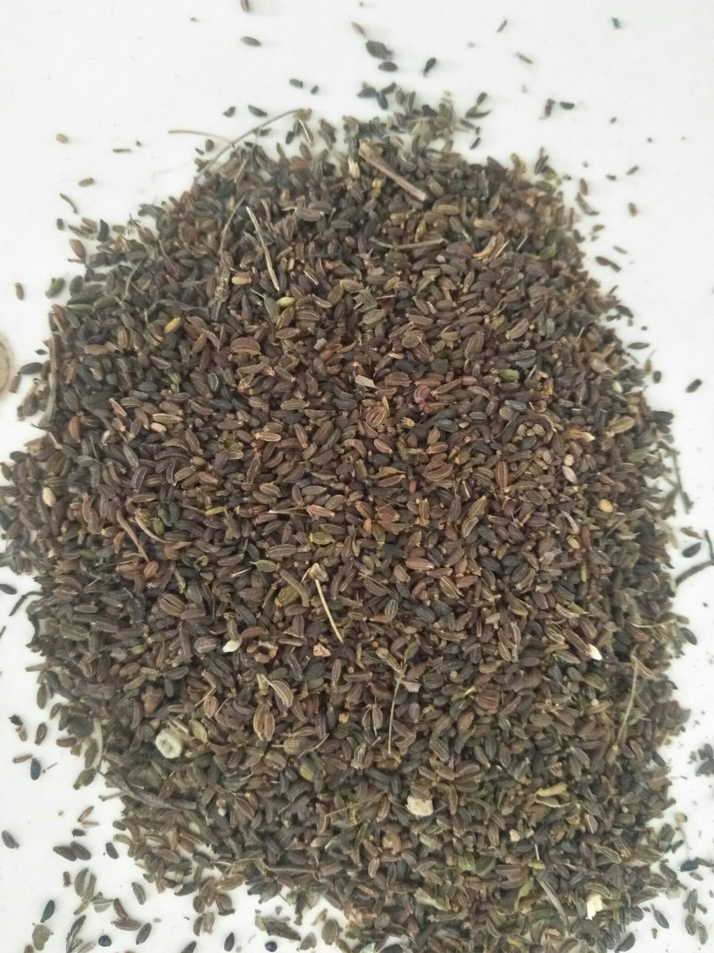 北柴胡种籽