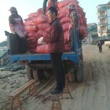 福建海带是一种营养价值高的蔬菜