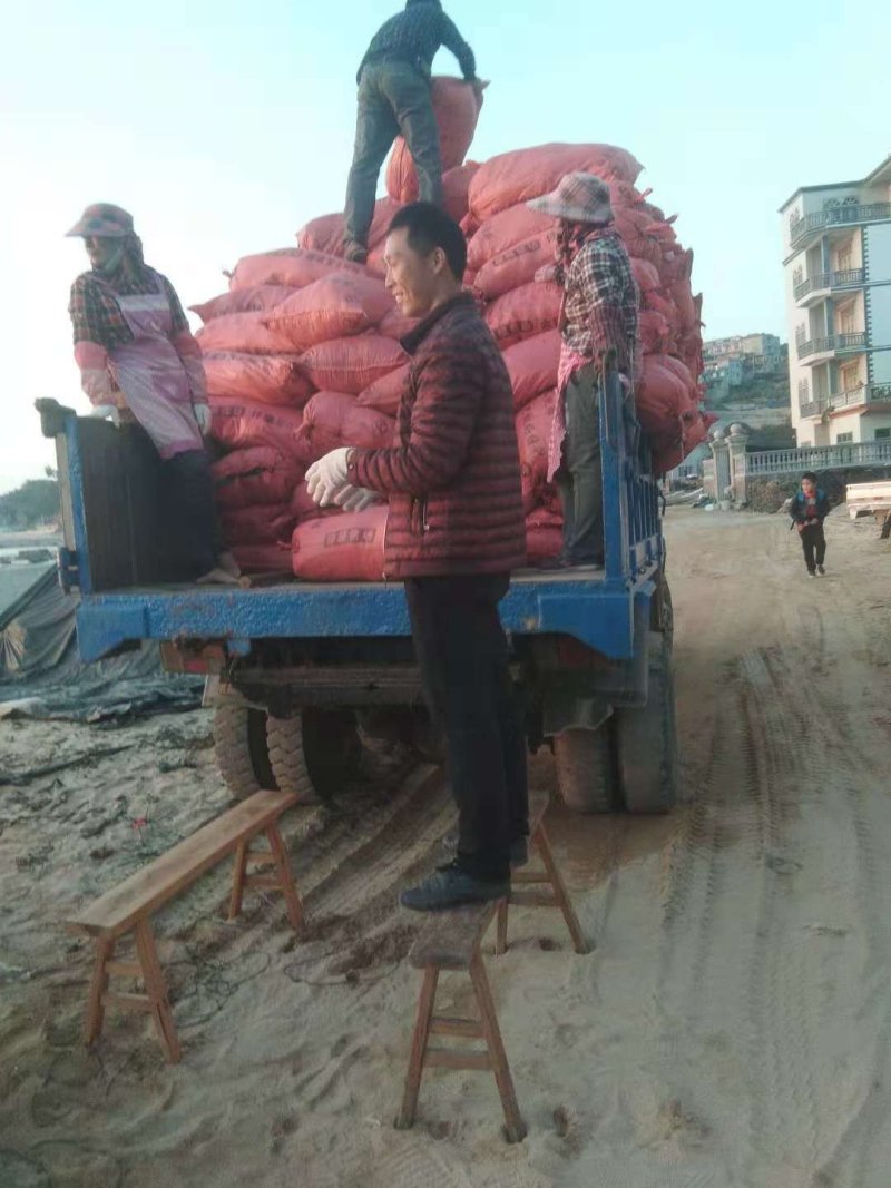 福建海带是一种营养价值高的蔬菜