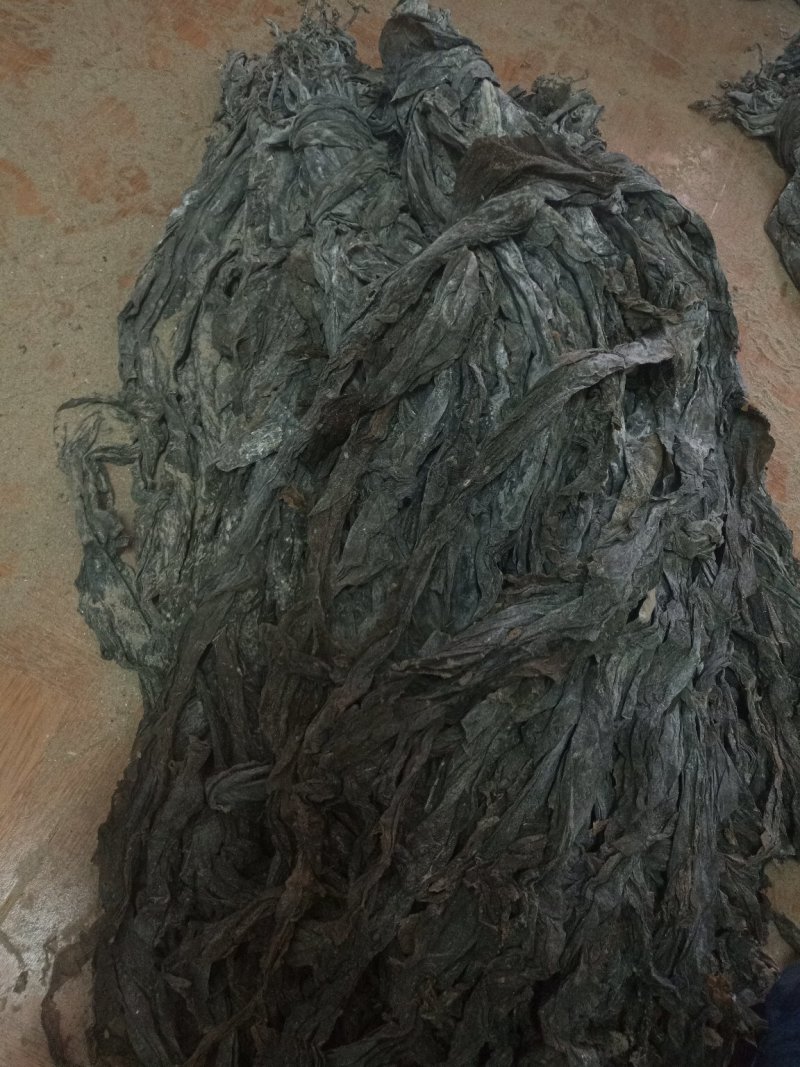 福建海带是一种营养价值高的蔬菜
