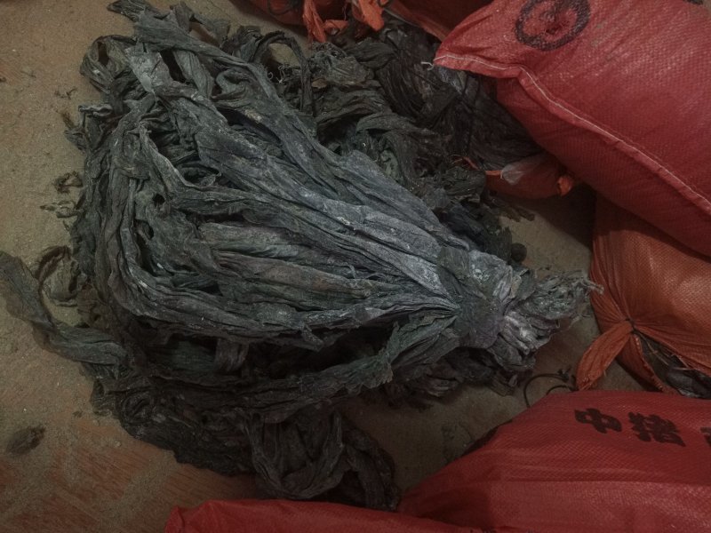 福建海带是一种营养价值高的蔬菜