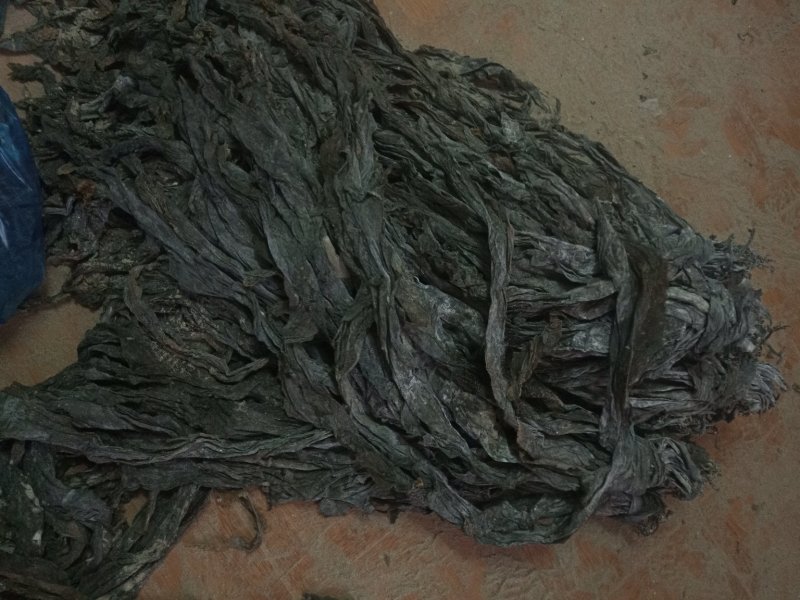 福建海带是一种营养价值高的蔬菜