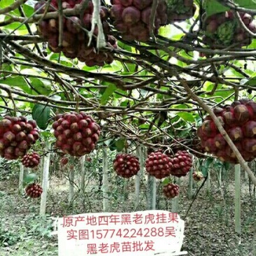 黑老虎苗原产地批发