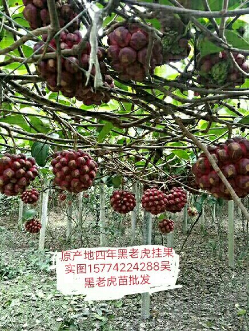 黑老虎苗原产地批发