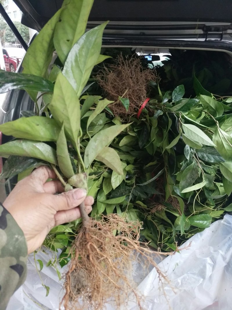 黑老虎苗原产地批发