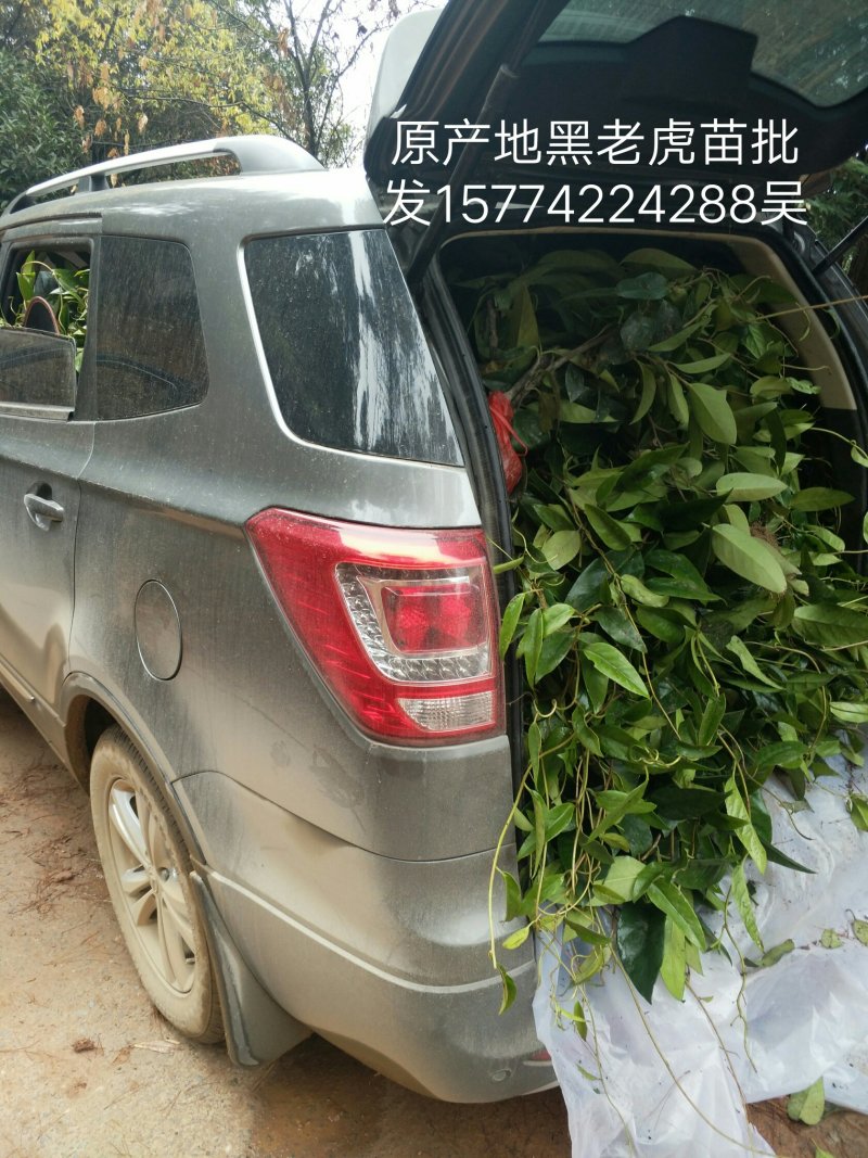 黑老虎苗原产地批发