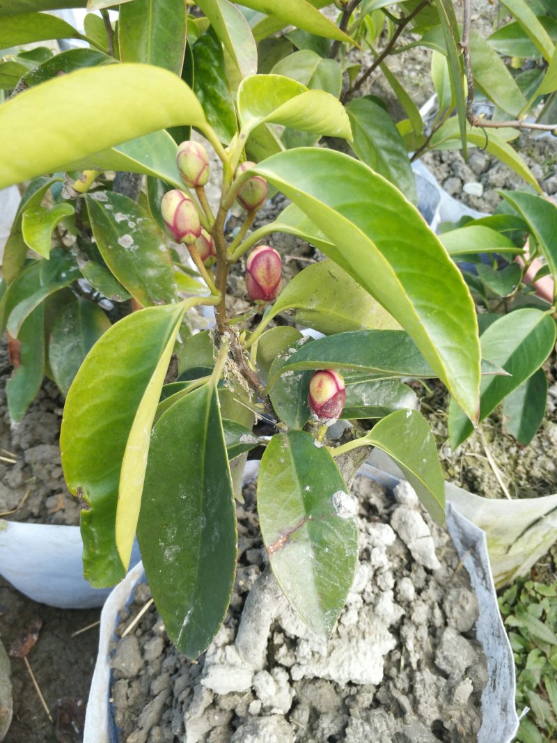 黑老虎苗原产地批发