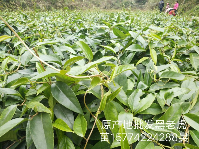 黑老虎苗原产地批发