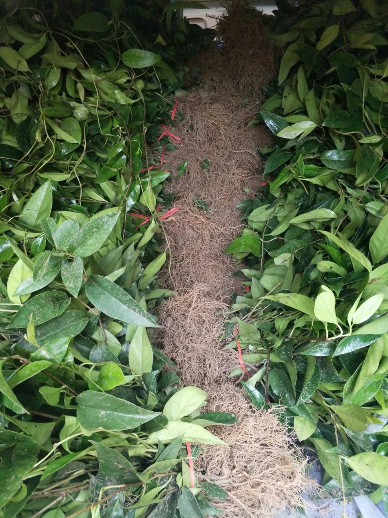 黑老虎苗原产地批发