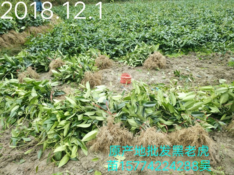黑老虎苗原产地批发