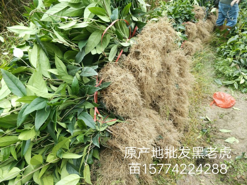 黑老虎苗原产地批发