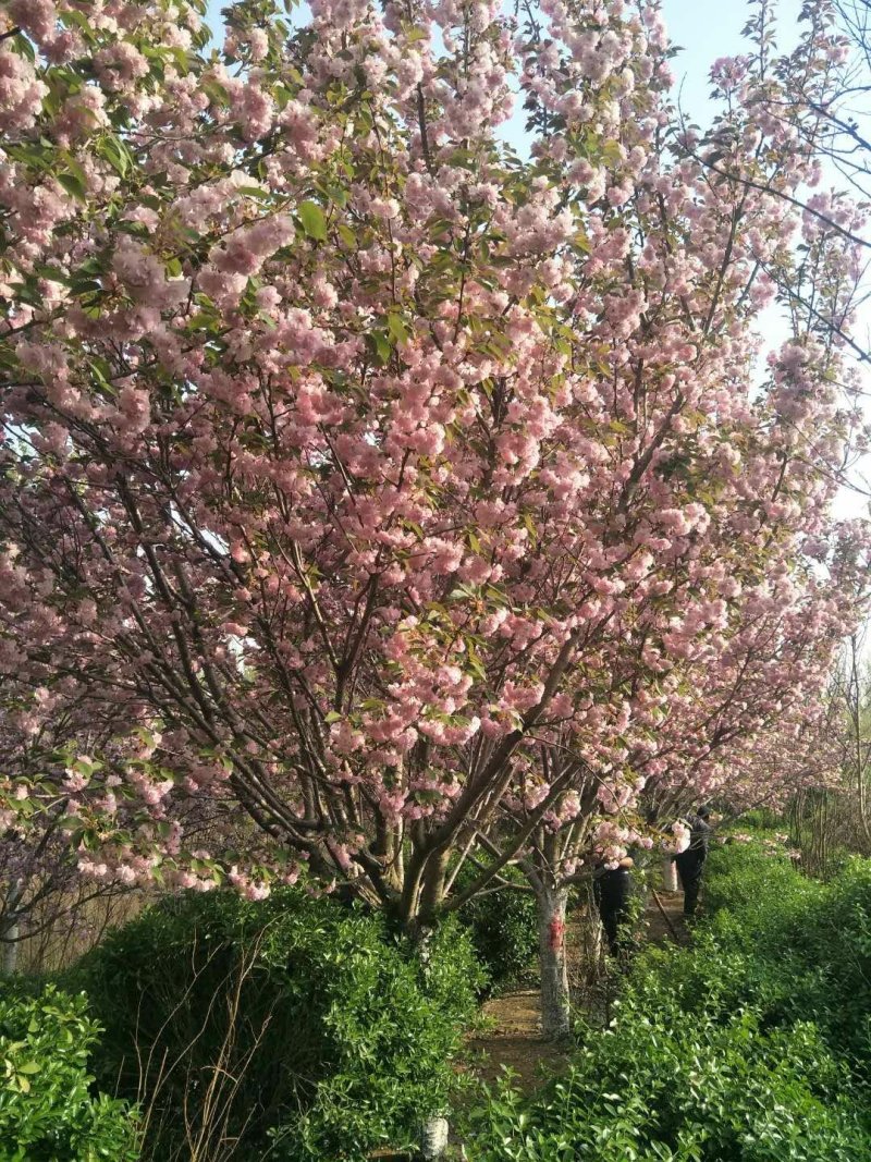 樱花树大量现货供应:各规格（早樱、晚樱、染井吉野）