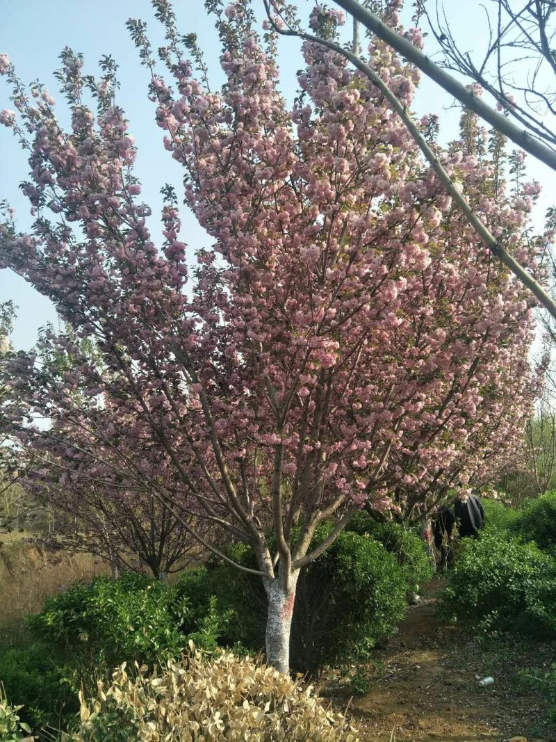 樱花树大量现货供应:各规格（早樱、晚樱、染井吉野）