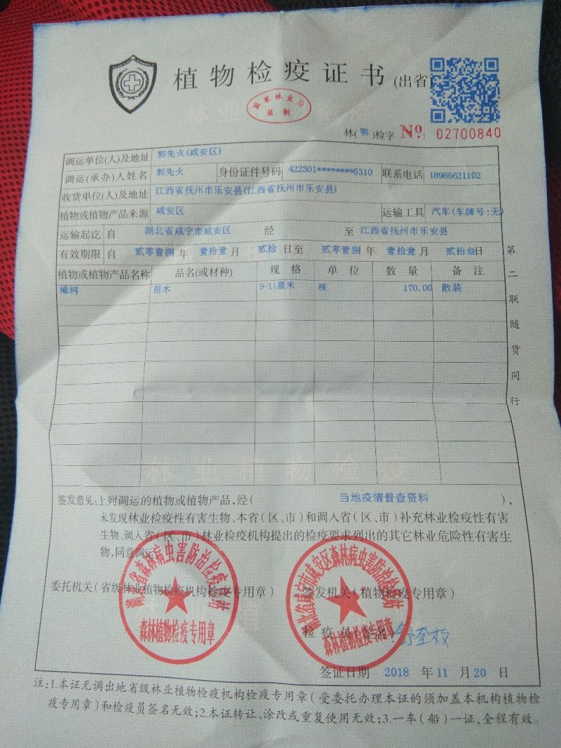 香樟，樟树大小叶，光杆全冠骨架，2到18公分，一棵包邮