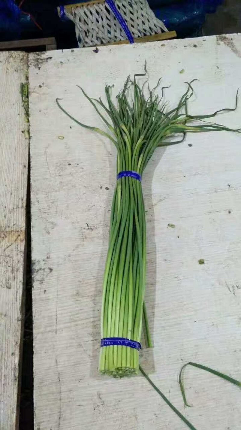 金乡蒜苔山东金乡蒜薹，冷库出租实力配资。代收代销。
