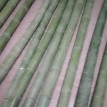 楠竹