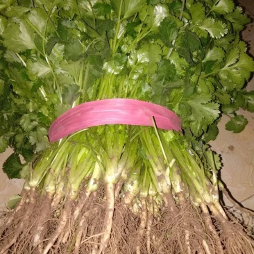 大叶香菜20~30厘米以上