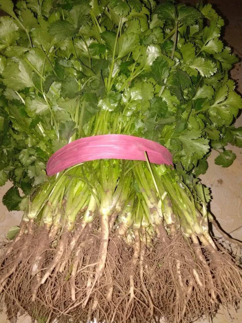 大叶香菜20~30厘米以上