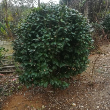 茶花
