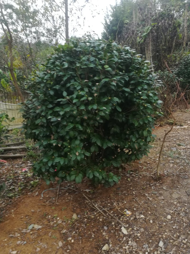 茶花
