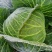陕西包包菜包菜莲花白1～2斤公斤现货量大
